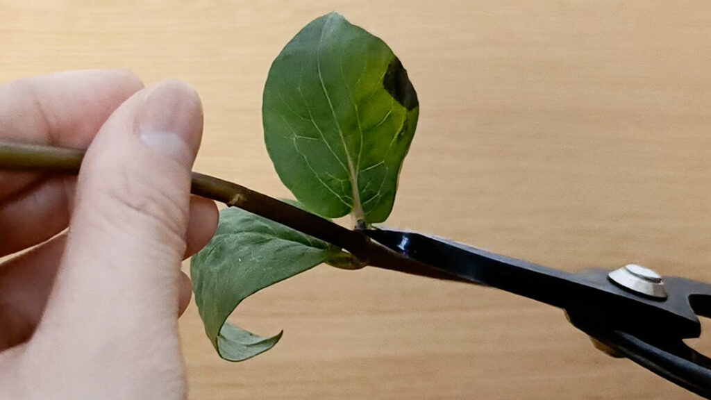 3. 水に浸かる葉は取る